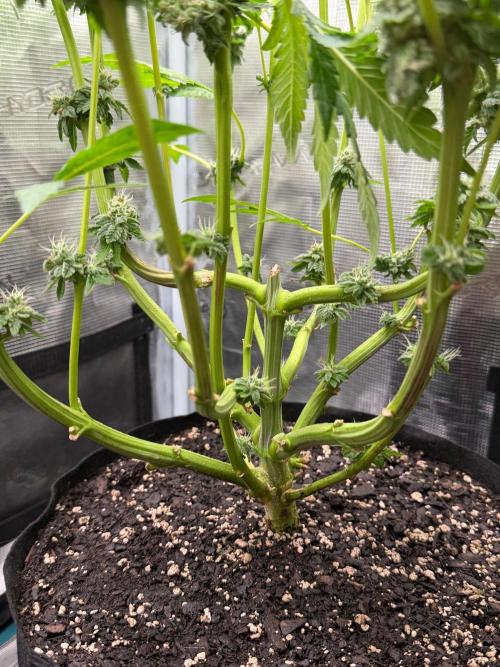 Notorious THC Living Soil. Week 12
