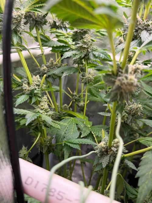Notorious THC Living Soil. Week 12