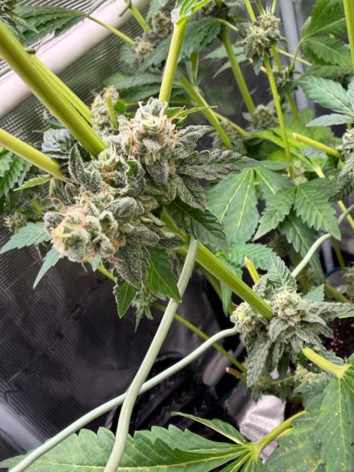 Notorious THC Living Soil. Week 12