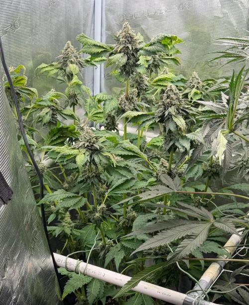 Notorious THC Living Soil. Week 12