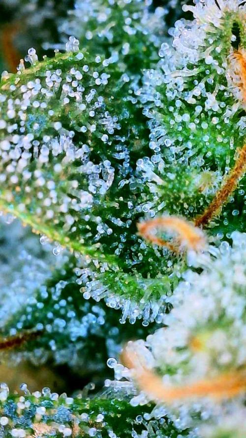Notorious THC Living Soil. Week 12