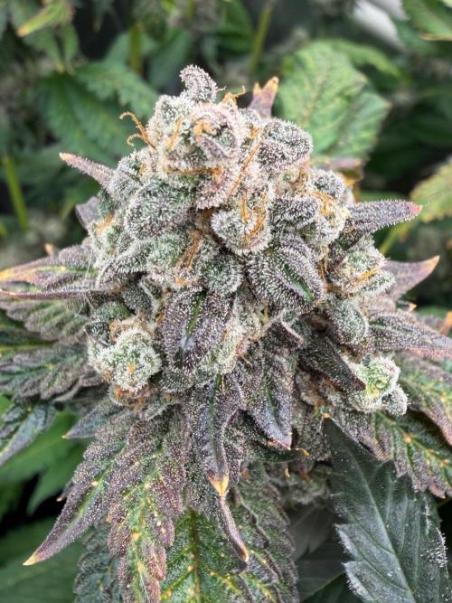 Notorious THC Living Soil. Week 14