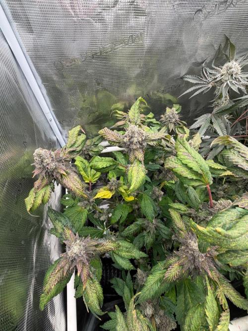 Notorious THC Living Soil. Week 14