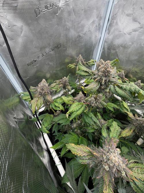 Notorious THC Living Soil. Week 14