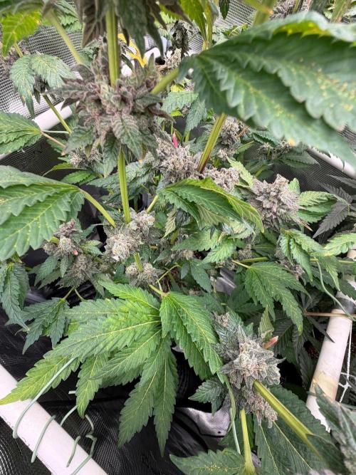 Notorious THC Living Soil. Week 14