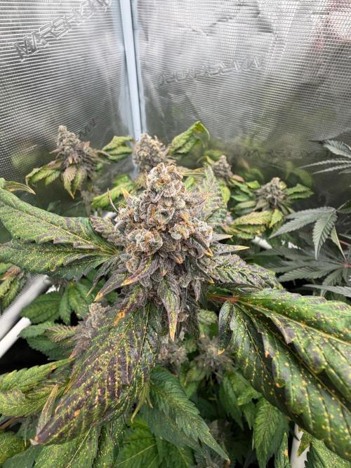Notorious THC Living Soil. Week 14