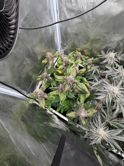 Notorious THC Regular. Week 14