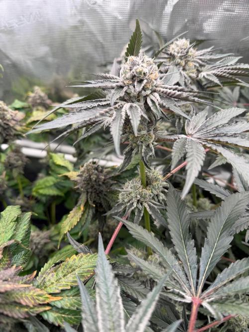 OG Flashback. Week 12