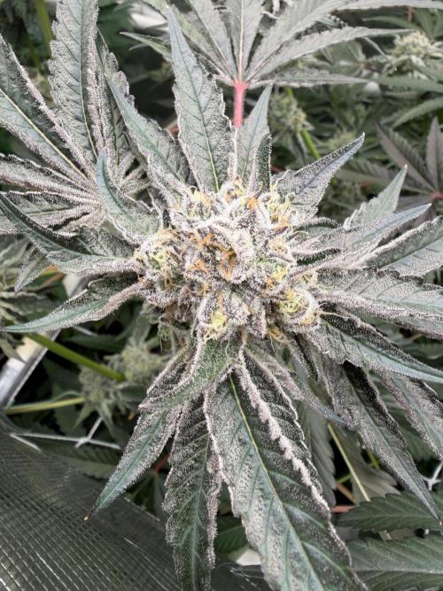 OG Flashback. Week 12