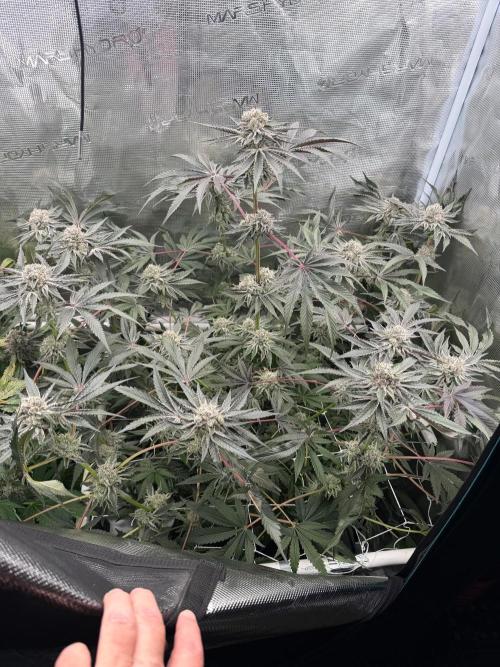 OG Flashback. Week 12