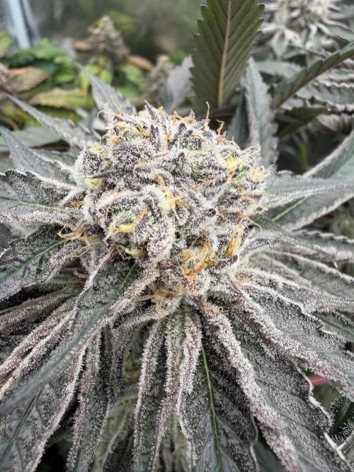 OG Flashback. Week 12
