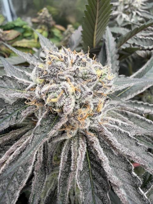 OG Flashback. Week 12