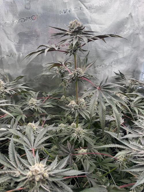 OG Flashback. Week 12