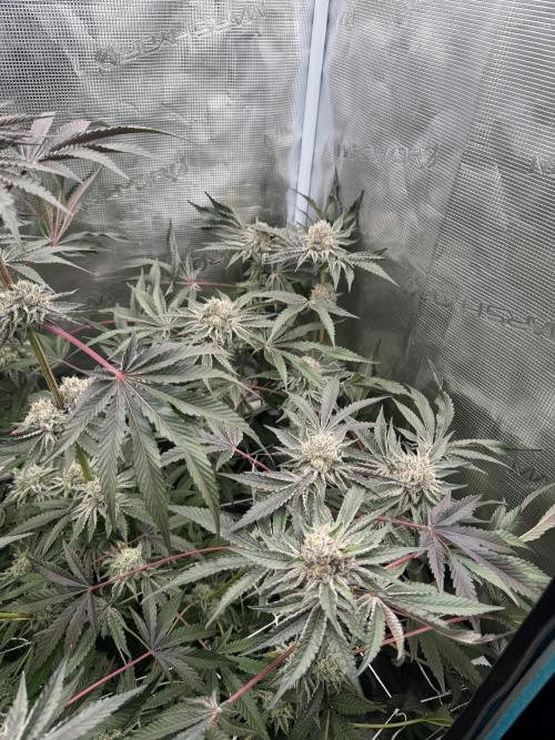 OG Flashback. Week 12