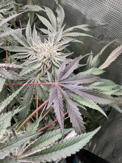 OG Flashback. Week 12