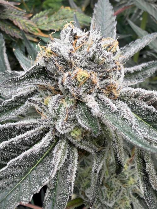 OG Flashback. Week 12