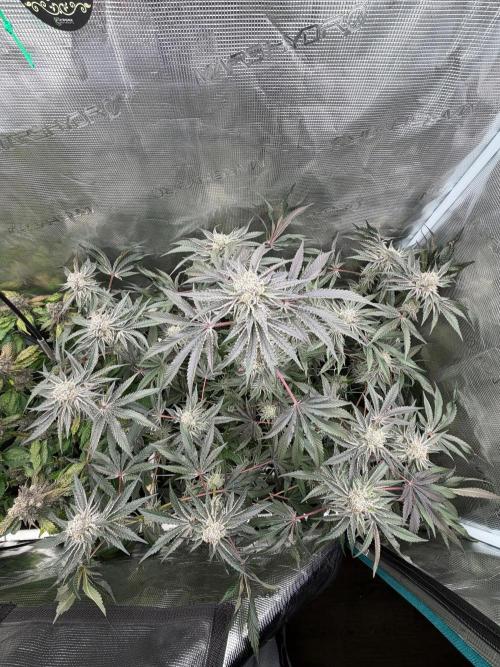 OG Flashback. Week 12
