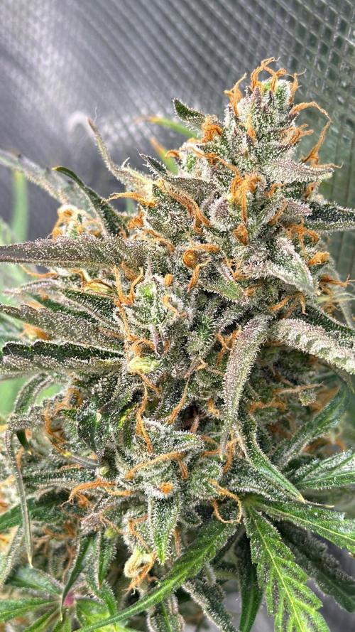 Gelato Auto Sweetness. Week 11