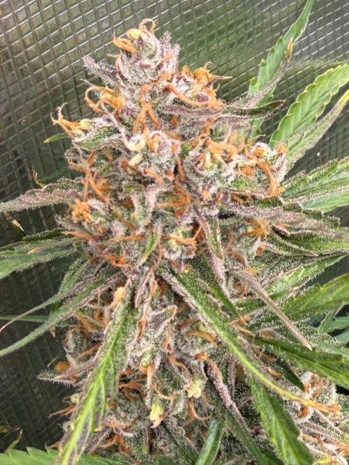 Gelato Auto Sweetness. Week 11