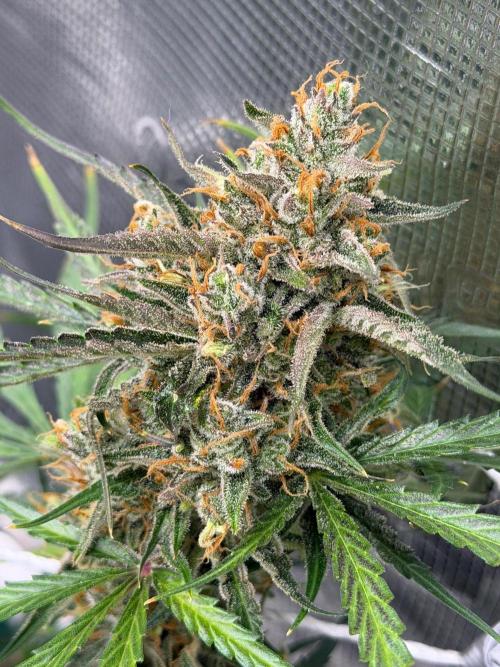 Gelato Auto Sweetness. Week 11