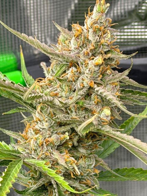 Gelato Auto Sweetness. Week 11