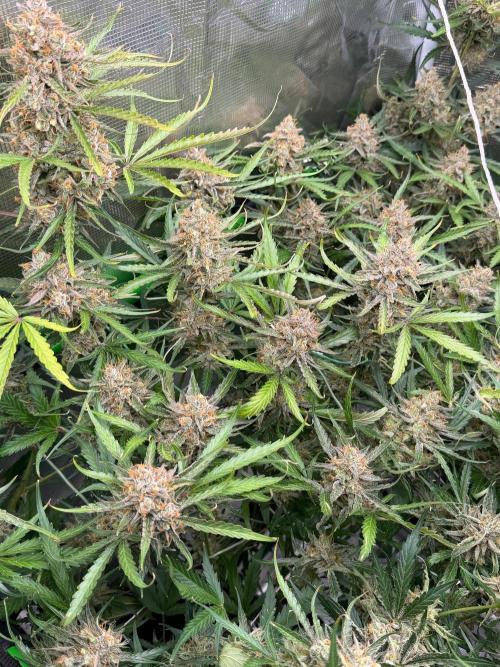 Gelato Auto Sweetness. Week 11