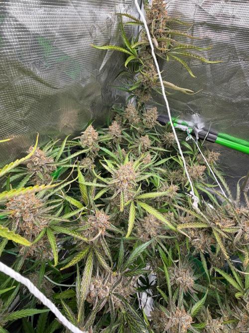 Gelato Auto Sweetness. Week 11