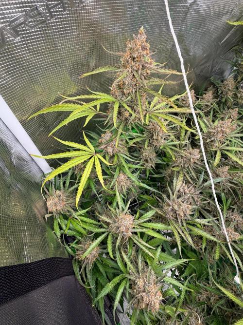 Gelato Auto Sweetness. Week 11