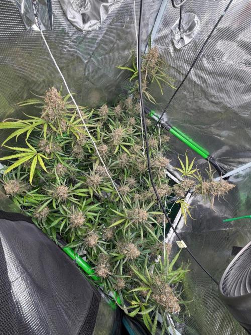 Gelato Auto Sweetness. Week 11