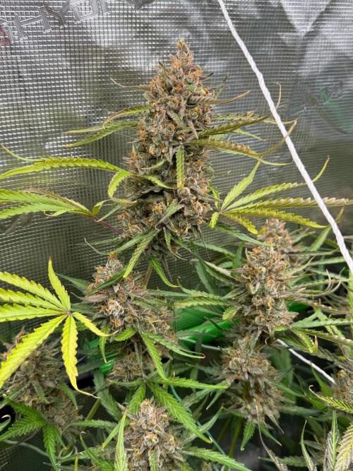 Gelato Auto Sweetness. Week 11