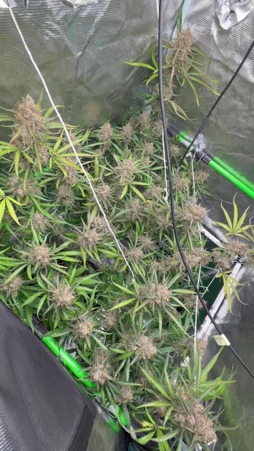 Gelato Auto Sweetness