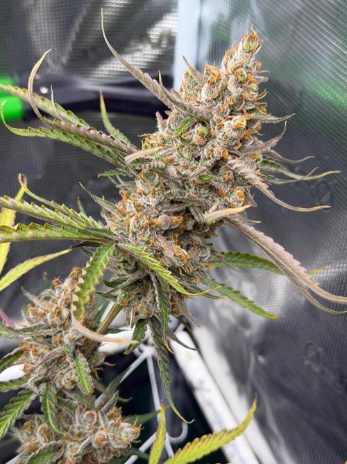 Gelato Auto Sweetness. Week 11