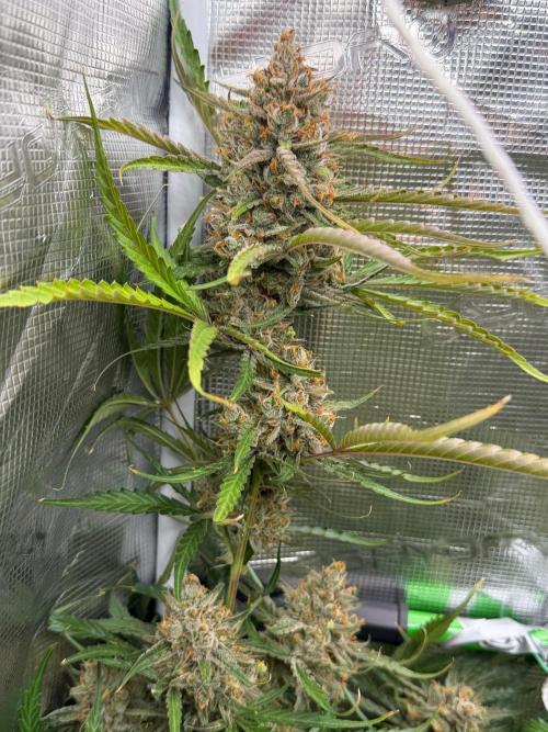 Gelato Auto Sweetness. Week 11
