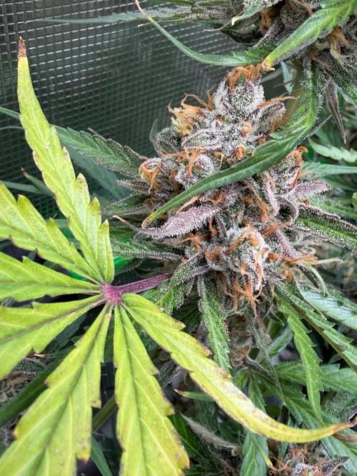 Gelato Auto Sweetness. Week 11