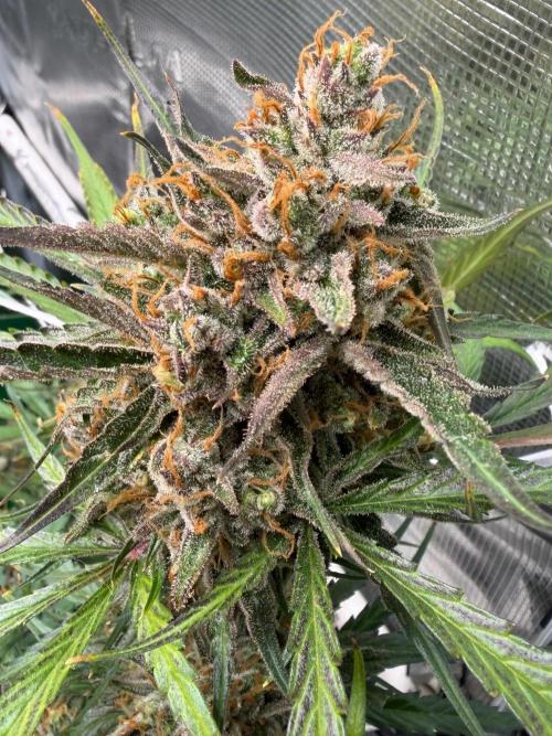 Gelato Auto Sweetness. Week 11