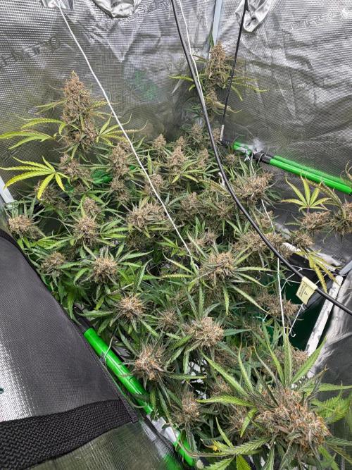 Gelato Auto. Week 11