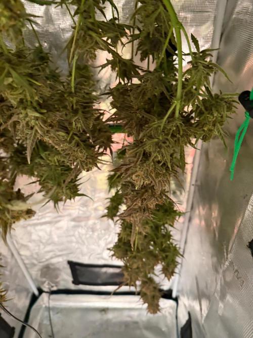 Gelato Auto Sweetness. Week 12