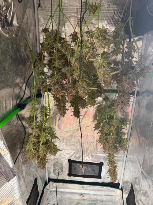 Gelato Auto Sweetness. Week 12