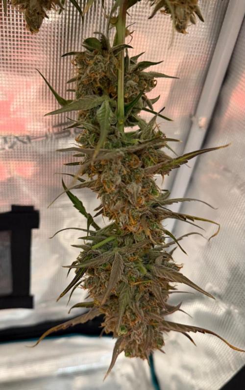 Gelato Auto Sweetness. Week 12