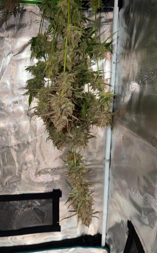 Gelato Auto Sweetness. Week 12