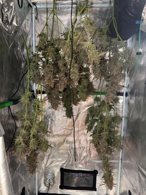 Gelato Auto Sweetness. Week 12