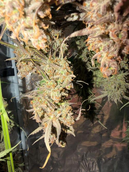 Gelato Auto Sweetness. Week 12