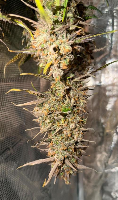 Gelato Auto Sweetness. Week 12