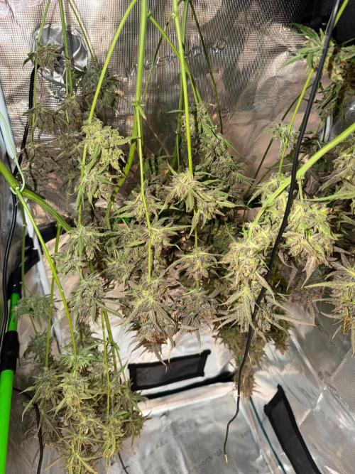 Gelato Auto Sweetness. Week 12