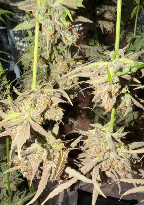 Gelato Auto Sweetness. Week 12