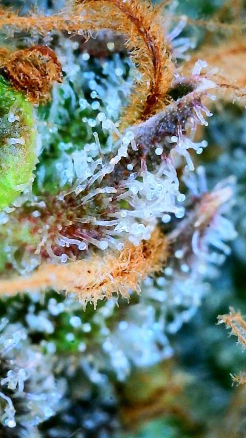 Gelato Auto Sweetness. Week 12