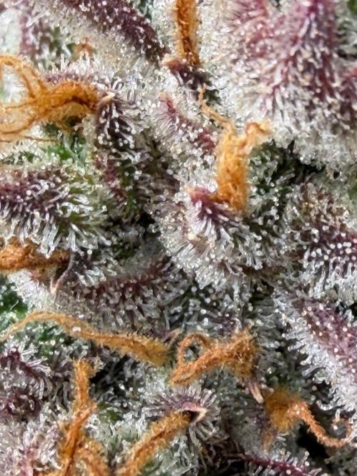Gelato Auto Sweetness. Week 12