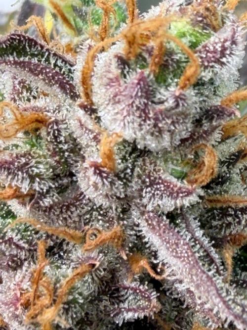 Gelato Auto Sweetness. Week 12