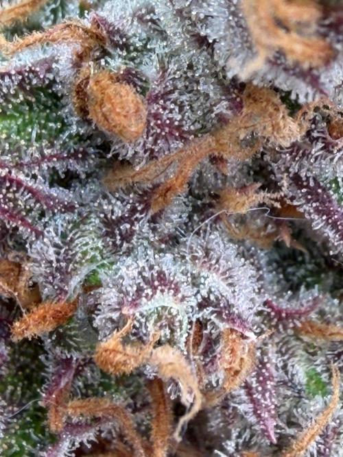 Gelato Auto Sweetness. Week 12