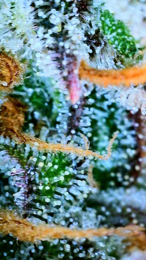 Gelato Auto. Week 12